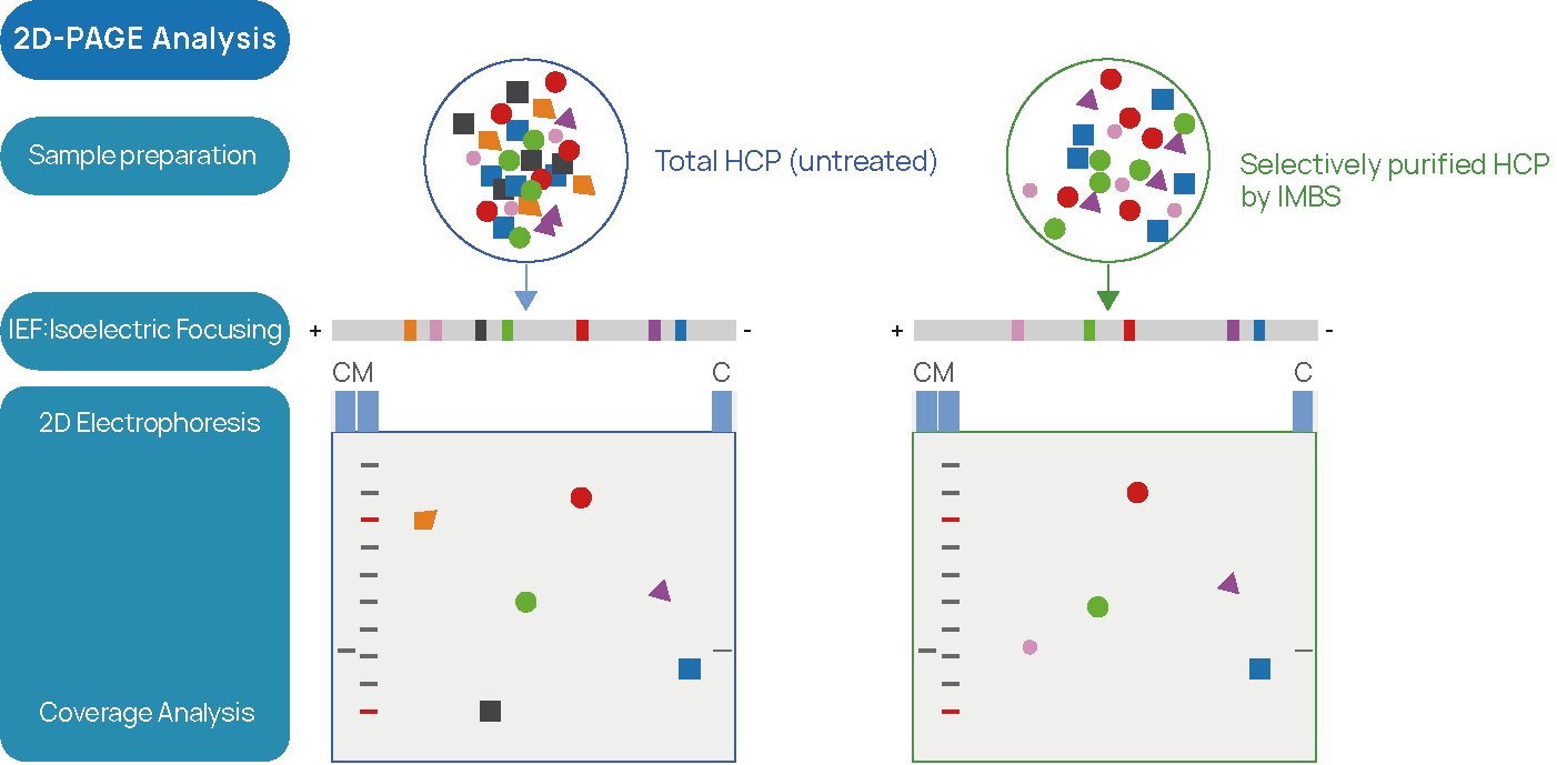 Figure 2 IMBS-2D and IMBS-LC/MS HCP-antibody Coverage Analysis Figure 2 IMBS-2D and IMBS-LC/MS HCP-antibody Coverage Analysis
