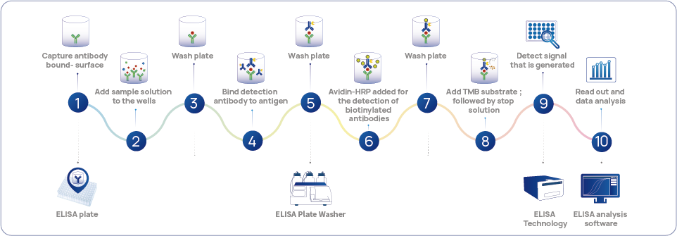 Figure 1 HCPs standard technology - ELISA detection workflow Figure 1 HCPs standard technology - ELISA detection workflow