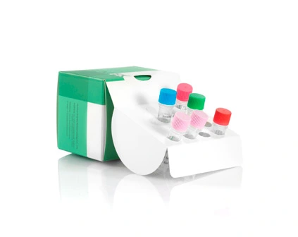 PCV-2 positive Kontrolle