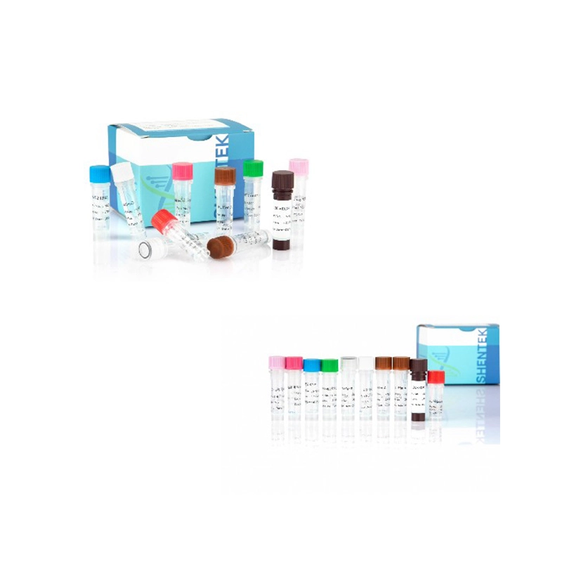 Charakterisierung der Zelllinie