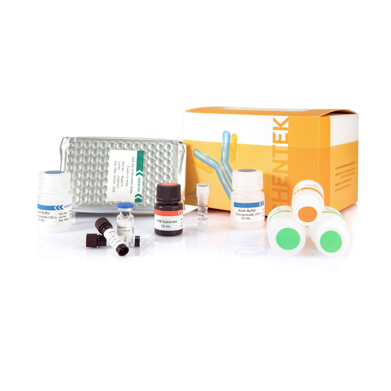 Menschliches IL-6 ELISA Kit